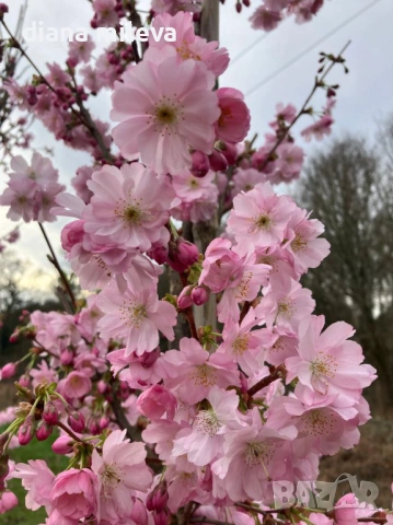 Японска Вишна, Prunus Accolade, снимка 2 - Градински цветя и растения - 54116099