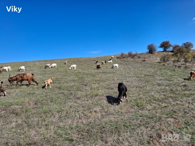 натурално козе мляко, снимка 10 - Кози - 54155662