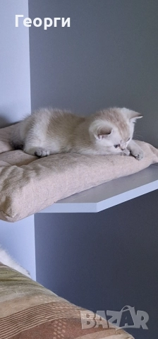 Британски късокосмести