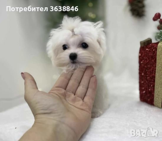 малтийска болонка тeakup, снимка 4 - Болонка - 52771421