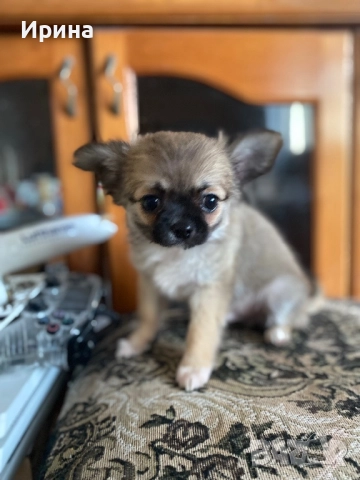 Чихуахуа  дългокосместо