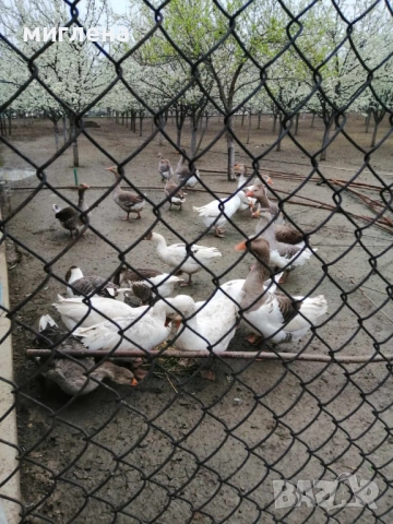 Продавам заплодени гъши яйца, снимка 3 - други­ - 52702269