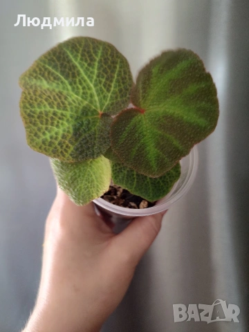 Бегония Соли Мутата/solimutata