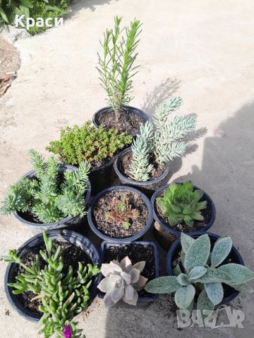 Комплект студоустойчиви растения, снимка 1 - Градински цветя и растения - 44277571