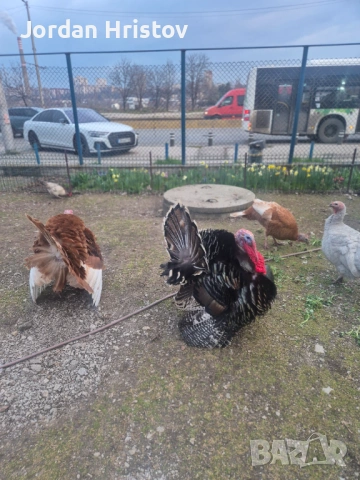 Продавам гъски патици и пуйки , снимка 4 - Патици и гъски - 53964312