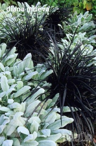 Черен Офиопогон, Ophiopogon black, студоустойчив!!, снимка 5 - Градински цветя и растения - 46103753