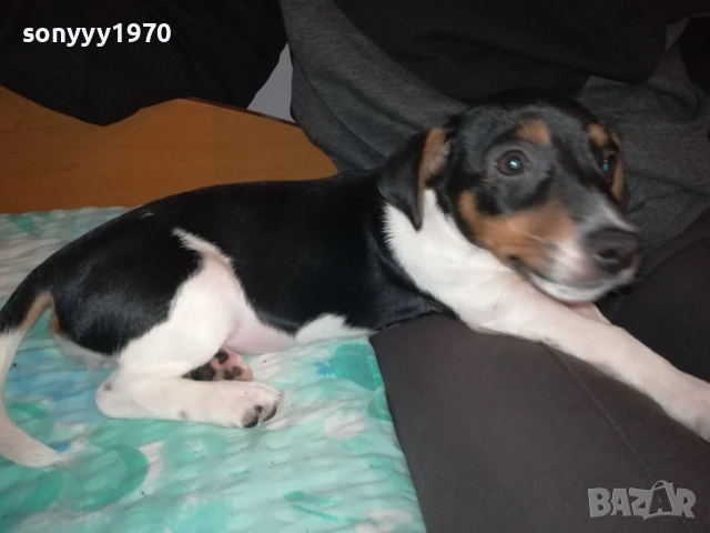 КУТРЕ//ПАЛЕ ДЖАК РЪСЕЛ НА 3 МЕСЕЦА-МОМИЧЕ 2411251124, снимка 5 - Джак ръсел териер - 52521058