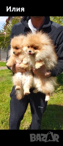 Продавам померан