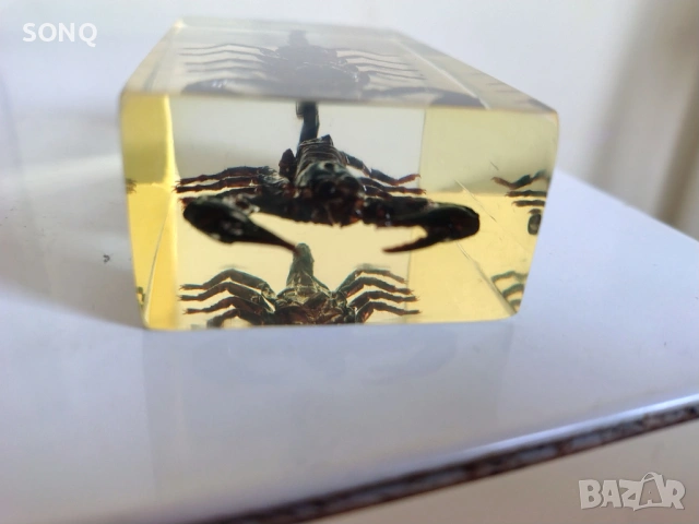 Страхотна Колекция Хербарий От Буболечки,Насекоми №2, снимка 6 - Колекции - 53174303