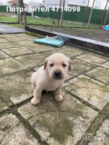 Бебета Лабрадори, снимка 7 - Лабрадор ретривър - 53302211