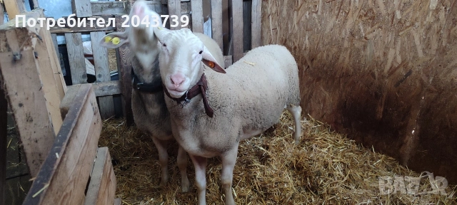 Два коча ЛАКОН.