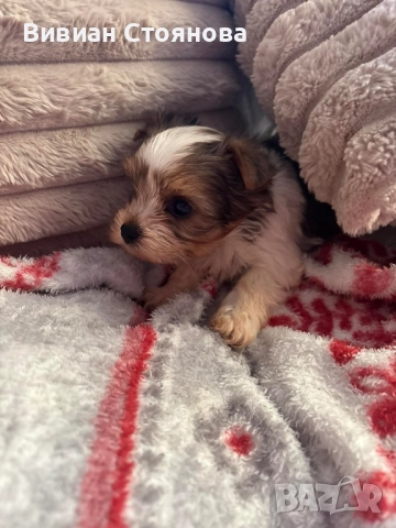 Йорки бивер, снимка 5 - Йоркширски териер - 52586251