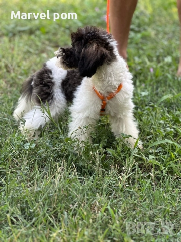 Мини пудел, снимка 1