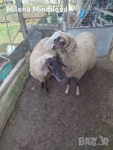 Продавам един коч и две овце, снимка 6 - Овце - 44513897