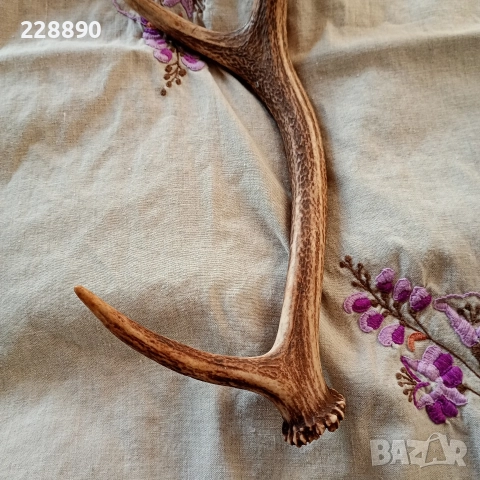 Еленов рог , снимка 6 - Антикварни и старинни предмети - 52639474