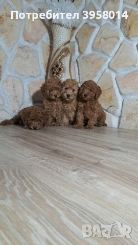 Той пудел , снимка 3 - Пудели - 54057855