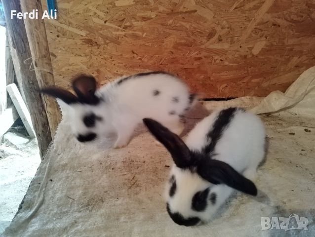 Продавам млади зайци , снимка 3 - Други животни - 40268728