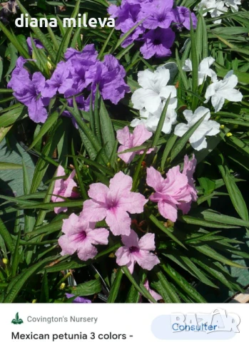 Руелия, Мексиканска петуния в три различни цвята!, снимка 2 - Градински цветя и растения - 50923578