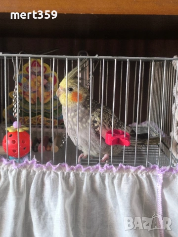 6 месеца корелла , снимка 2 - Папагали - 54189174