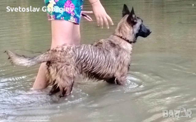 белгиска овчарка, снимка 2 - Белгийска овчарка - 53471792