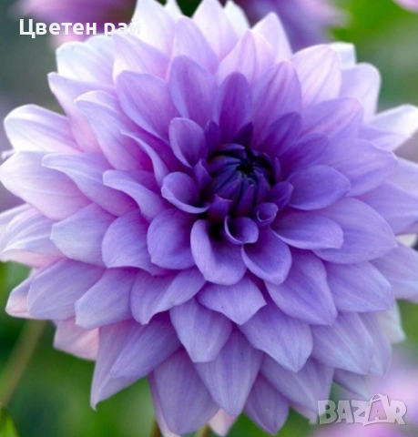 Грудки на няколко цвята далии , снимка 2 - Градински цветя и растения - 53770861