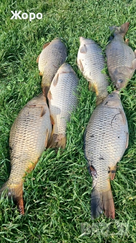 Шарани диви елитни , снимка 3 - Екипировка - 54015610