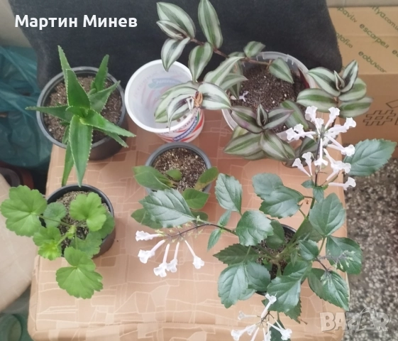 Комплект пет цветя за 20 лв., снимка 2 - Стайни растения - 52480621