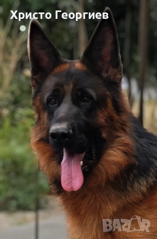 Развъдник”Georgiev Nouse”продава малки чистокръвни немски овчарки женски