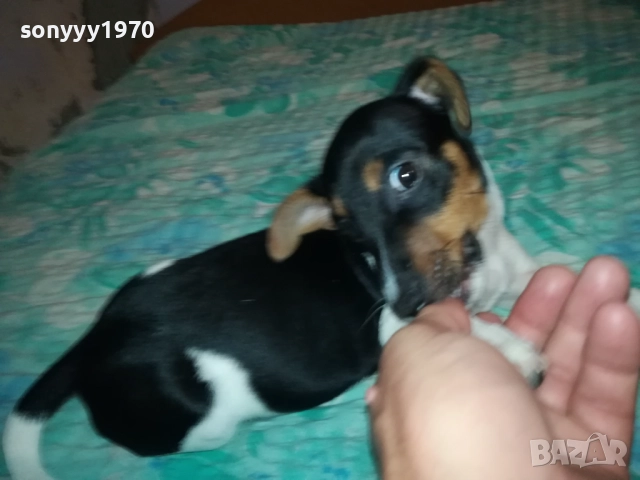 ЖЕНСКО ДЖАКЧЕ НА 90 ДЕНА 2011251700, снимка 11 - Джак ръсел териер - 52482164