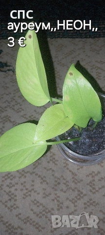 Стайни растения/висящи