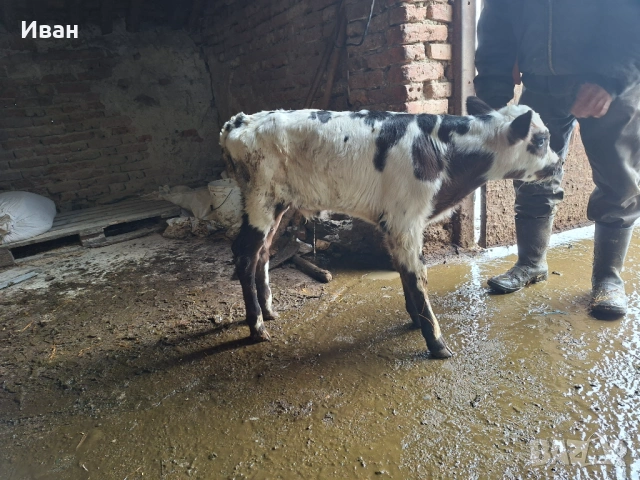 Продавам телета, снимка 2 - Крави - 54069216