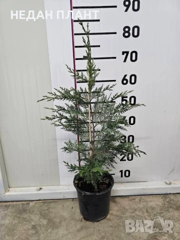 Кипарис Лейланд /Cupressosyparis leylandii, снимка 2 - Градински цветя и растения - 51047156