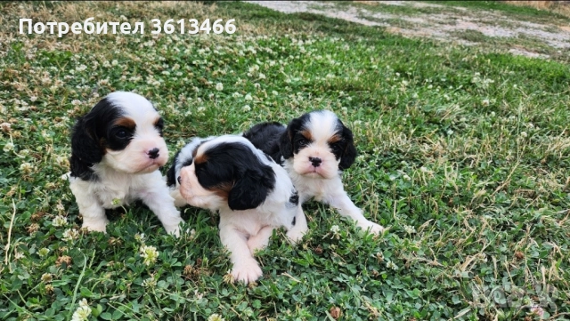 Кавалер кинг чарлз шпаньол трицветни и бленхайм , снимка 3 - Кавалер кинг чарлз шпаньол - 52872259