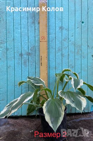 Хоста с шарени листа, вариегатна, декоративна, снимка 3 - Градински цветя и растения - 46711131