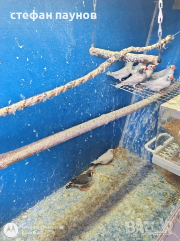 Амадинки, снимка 3 - Амадини - 53731472