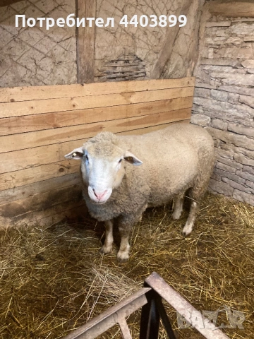 Овен Ил Дьо Франс, снимка 8 - Овце - 53617904