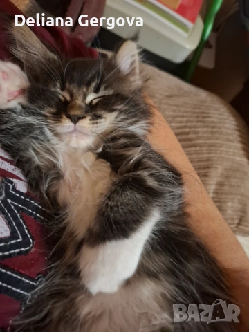 Котета Мейн кун, снимка 7 - Мейн кун - 53102328