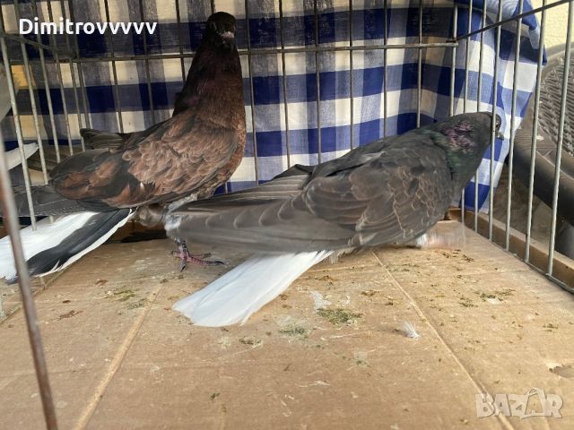 Николаевски гълъби , снимка 5 - Гълъби - 46174664