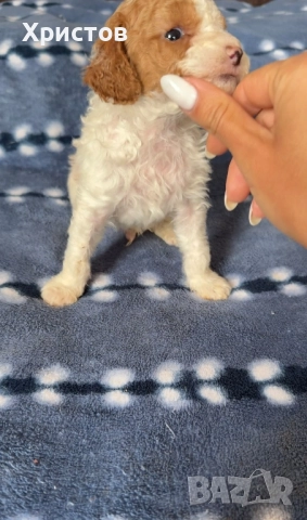 Мини пуделчета той , снимка 6 - Пудели - 52557736
