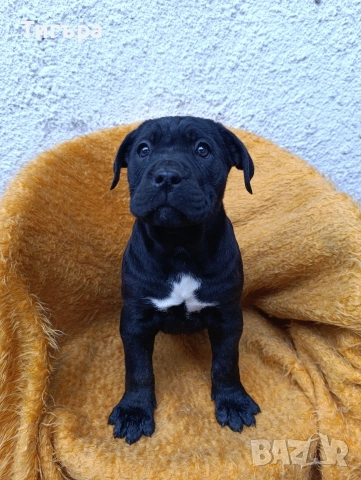 Кане Корсо с Паспорт и 2 Ваксини над 2 месеца !