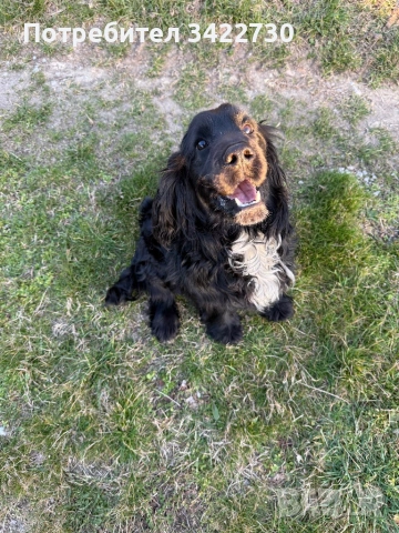 Куче за трюфели