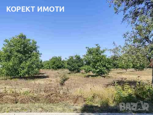 ПРОДАВА ОРЕХОВА ГРАДИНА в село Тодор Икономово, снимка 2 - Земеделска земя - 51688443