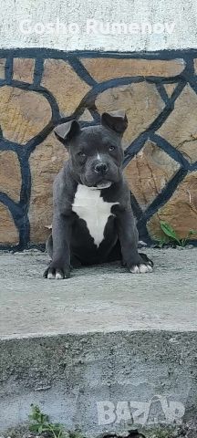 AMERICAN BULLY-POCKET