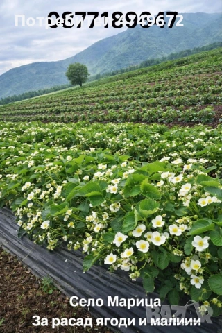 Разсад ягоди и малини , снимка 2 - Разсади - 53928784