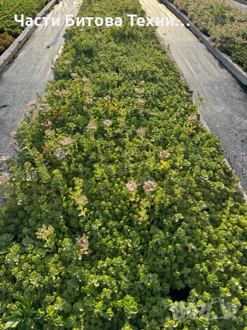 Седум/Sedum , снимка 1