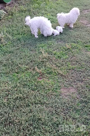 Бишон фризе момче , снимка 10 - Болонка - 53403173