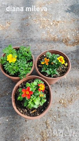 Три различни сорта Биденс!!, снимка 11 - Градински цветя и растения - 54284476