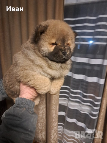 продавам чау чау , снимка 7 - Чау Чау - 53506141