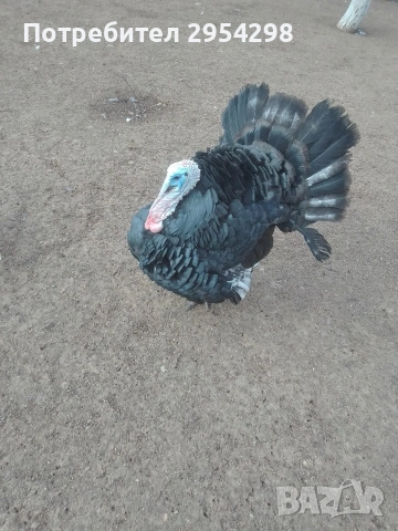 Пуяци Артисан