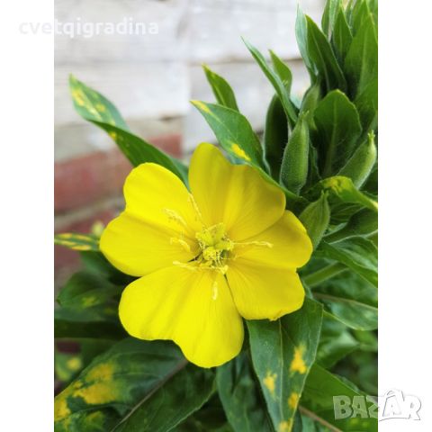Oenothera macrocarpa missouriensis(Онотера), снимка 2 - Градински цветя и растения - 45842094